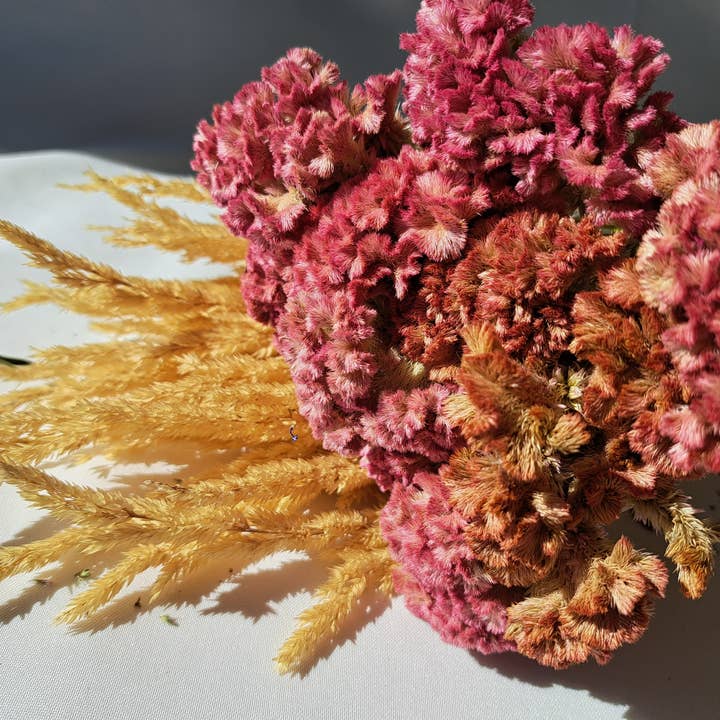 Fence Post Florals - Wholesale Dried/Pressed Flowers - Celosia-Crystal Beauty1