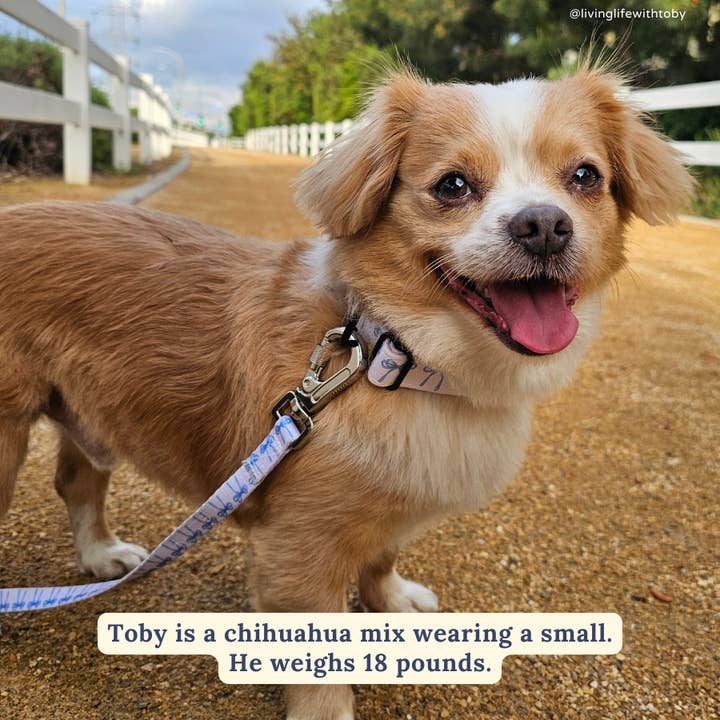 Bowwow Wow! Leash for wholesale by Lucy & Co.