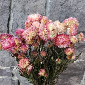 Purchase Wholesale pink dried flowers. Free Returns & Net 60 Terms on Faire