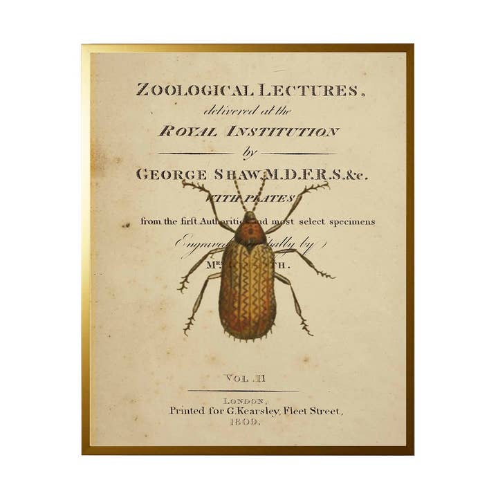 Moth en la portada para venta al por mayor de Antique Curiosities Inc