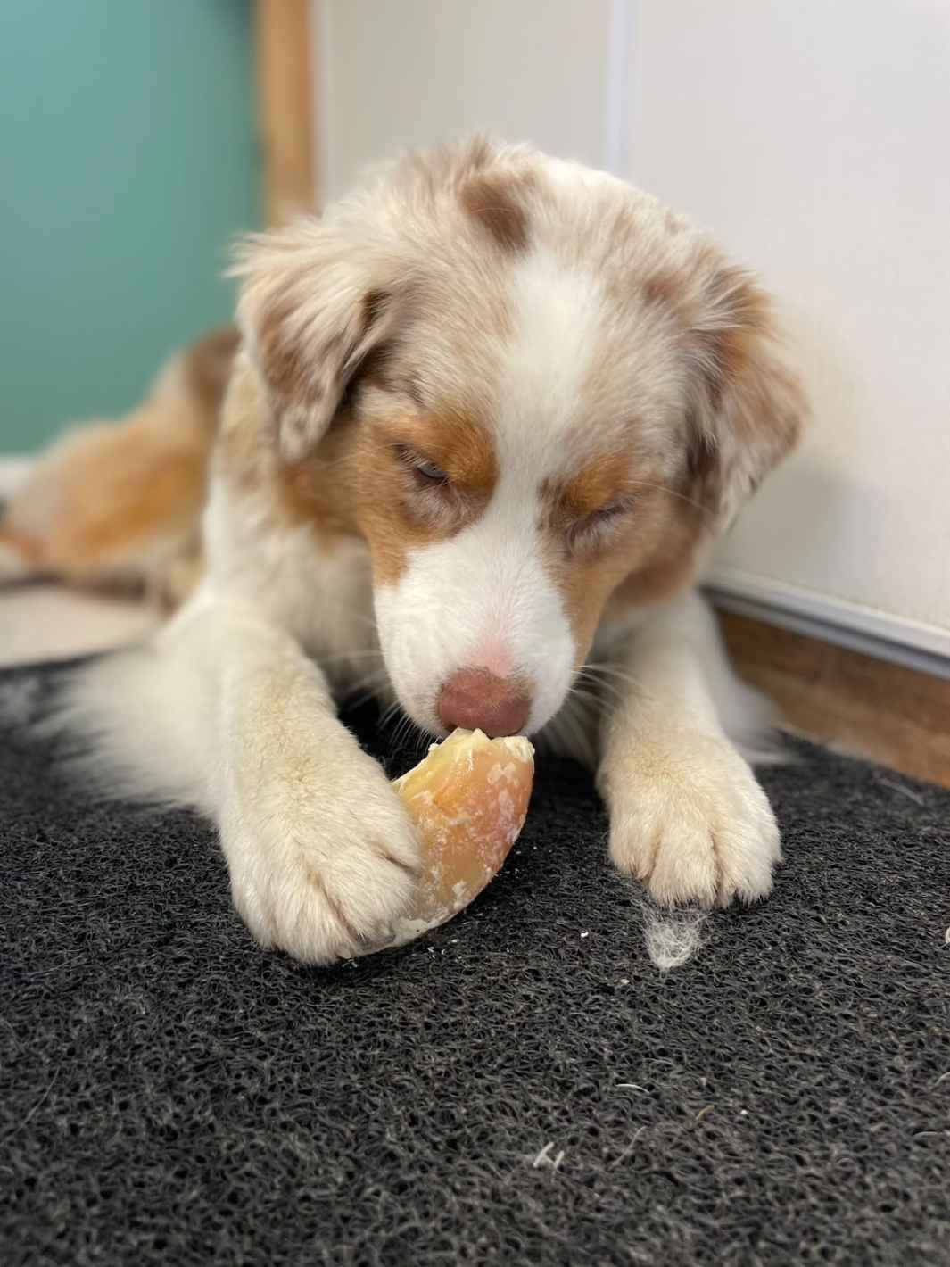 Truffe Délice - Wholesale Pet Treats - Dog - Garnished veal shank1