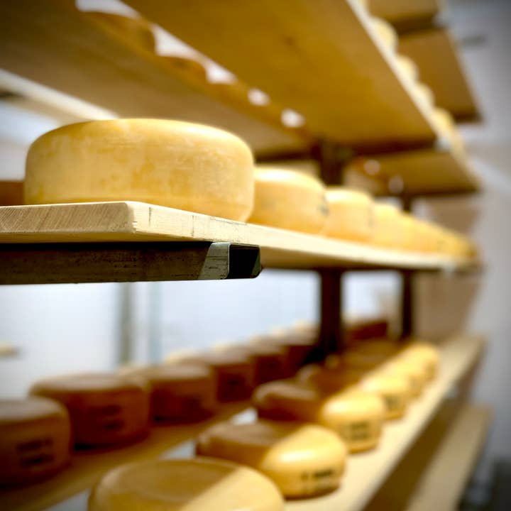 Kasemeister Creamery - Wholesale Cheese - Aged Gouda 5