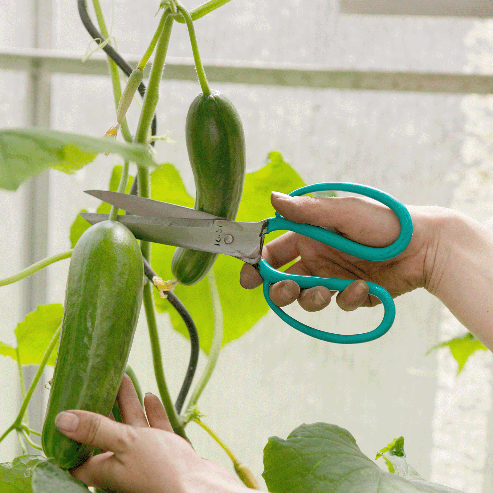 AUTHENTIC BLADES - Wholesale Scissors and Shears - AUTOTEHNTIC BLADES THO large, carbon steel kitchen scissors, 9cm blade4