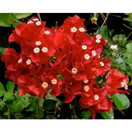 Bougainvillier Rouge Tuteur pour la vente par VIVERCID