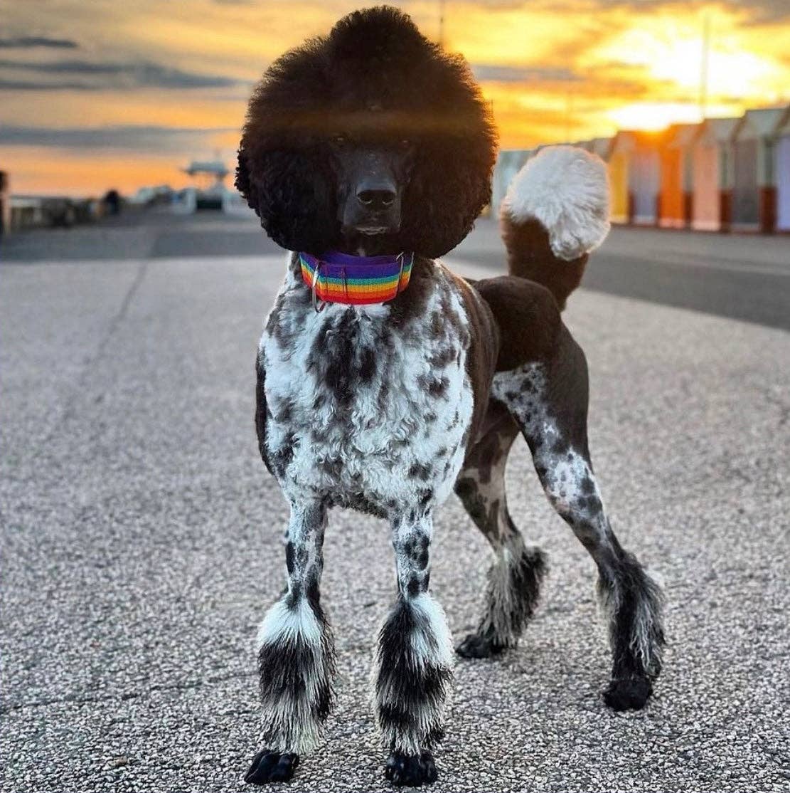 Creature Clothes – wholesale Pet collar – Dog – Martingale Dog Collar In Rainbow Pride2