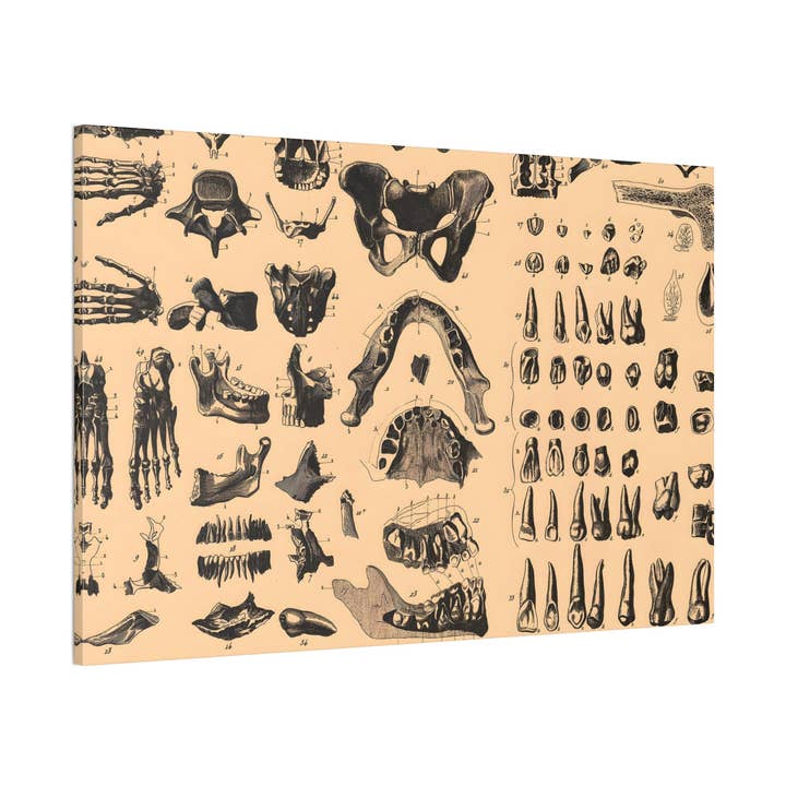 Human Anatomy Ten Canvas Print - Apothecary Art for Home or Office - Apothecary Decor for wholesale by Print Pothecary