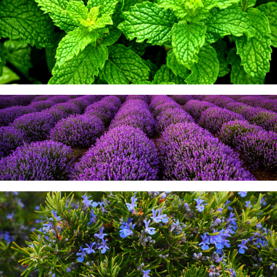 Temple of Life Oils & Perfumes - Wholesale Aromatherapy Mist - Aroma Mist | Vitalidad | Clearing + Energizing Spray3