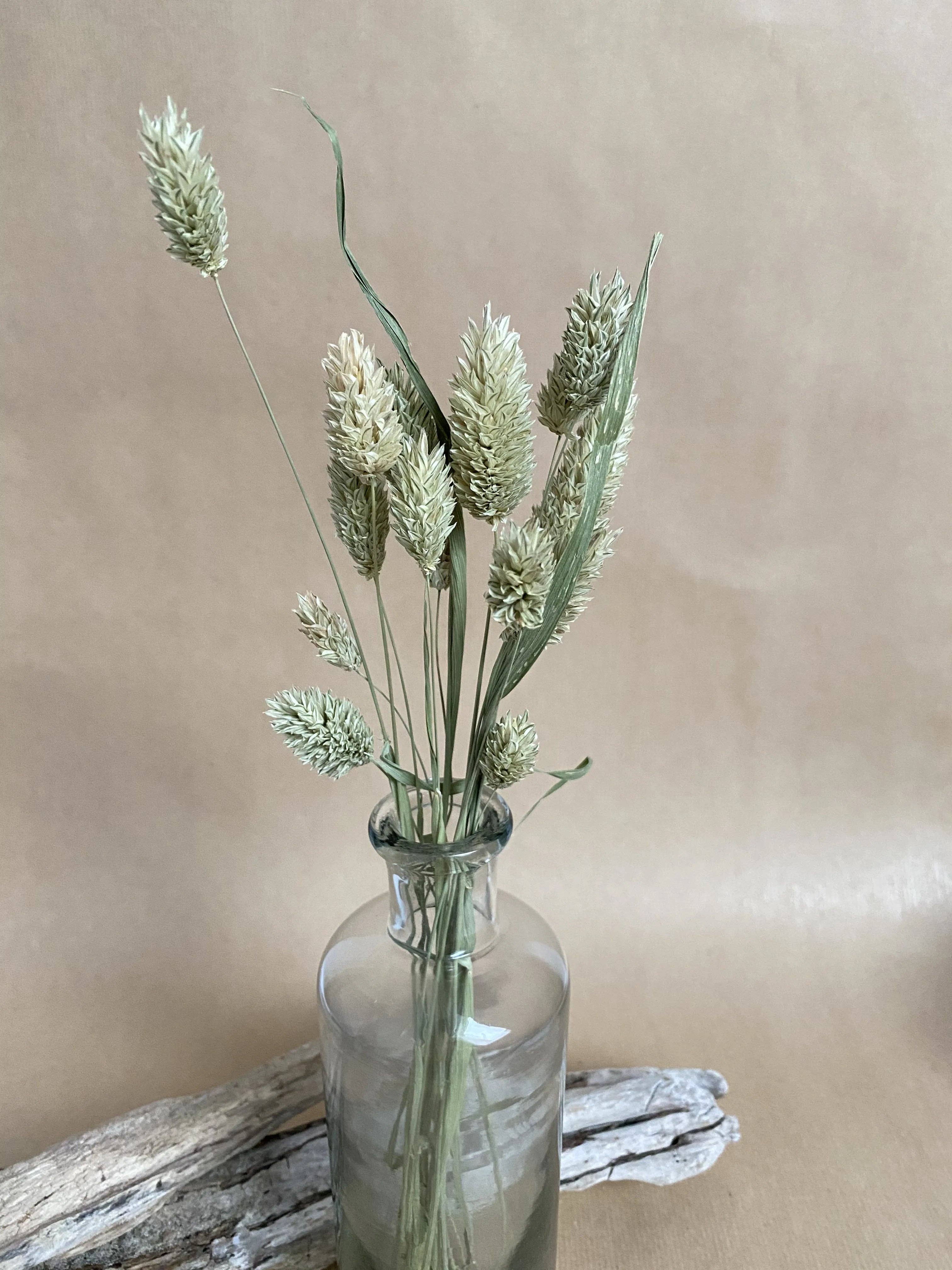 Florir - Wholesale Dried/Pressed Flowers - Green dried flowers, Phalaris6
