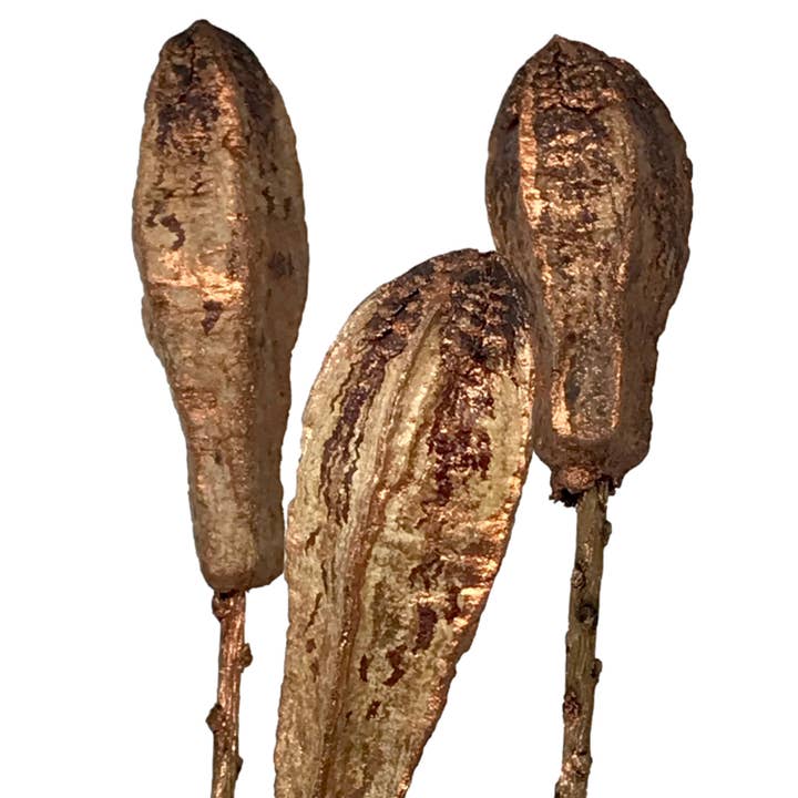 Wilco Home - Wholesale Dried/Pressed Flowers - 9 Stem Simeon Pod Bunch Brushed Copper Bouquet2