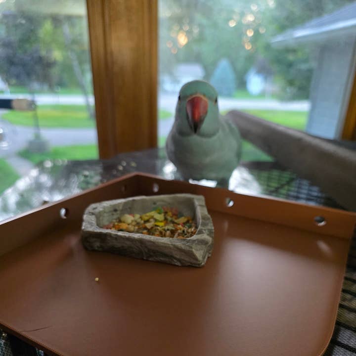 Plataforma para jaula de mascotas para pájaros, hámsters u otros. para venta al por mayor de Falling Leaf Tea & Tarot