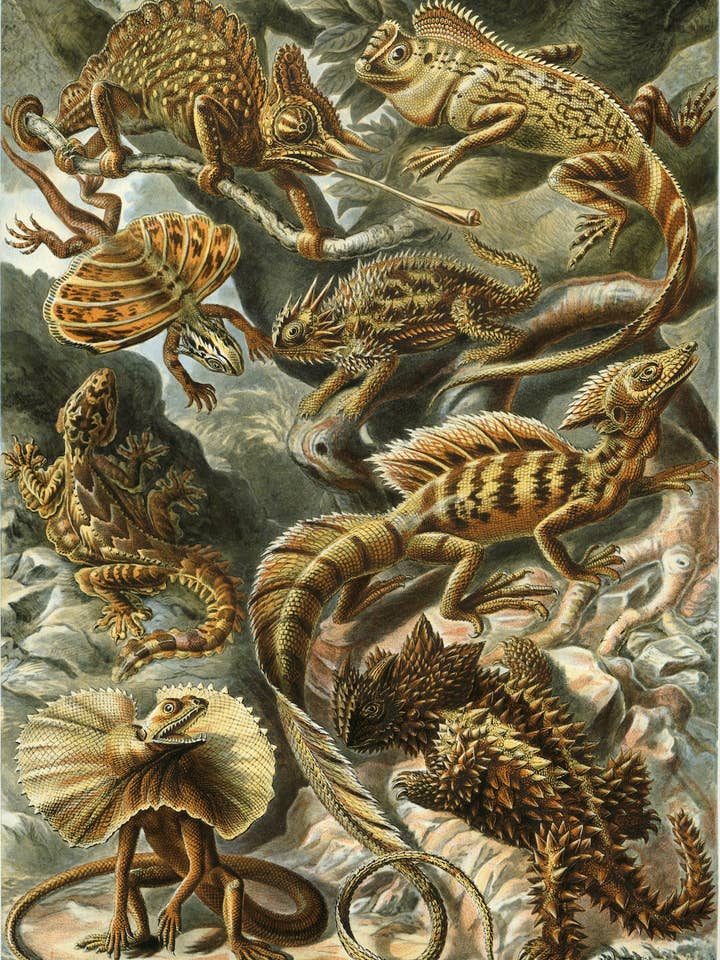 Hagedissen van Ernst Haeckel, 1904 - Inpakpapier voor wholesale door Flashback Shop