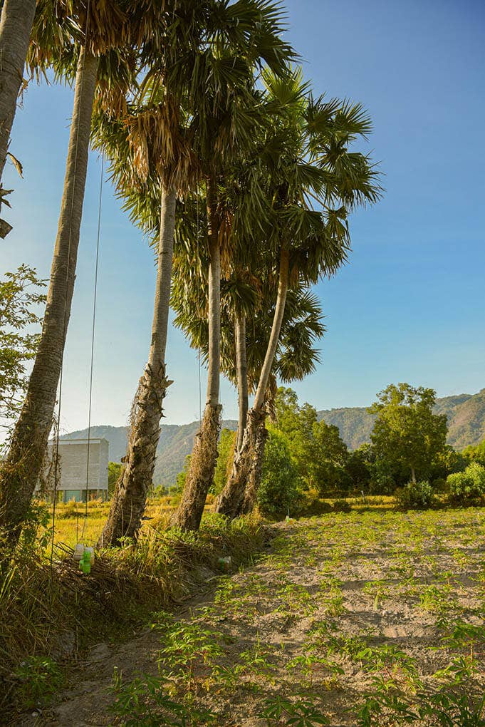 Vân Vân - Wholesale Sugar/Sweetener - Palmyra Sugar7