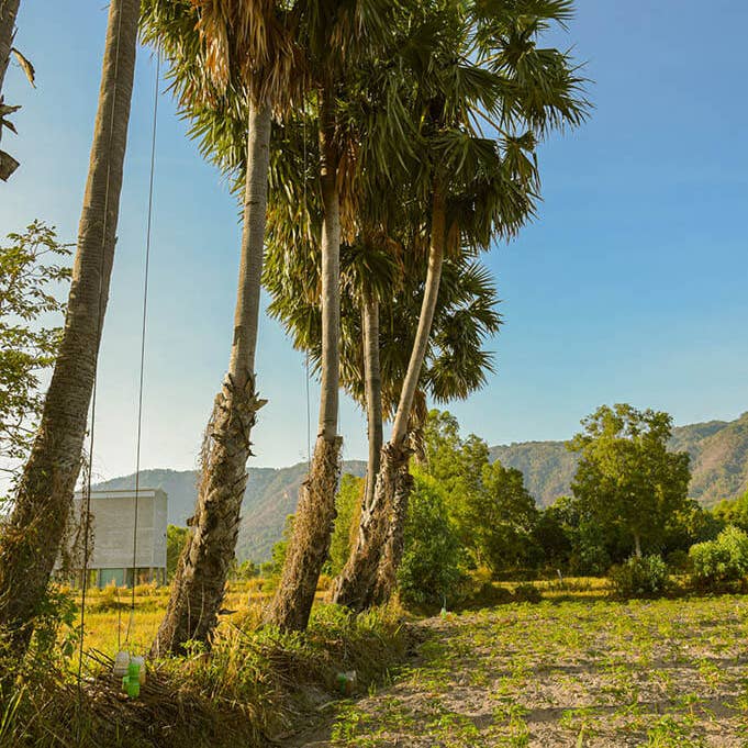Vân Vân - Wholesale Sugar/Sweetener - Palmyra Sugar7