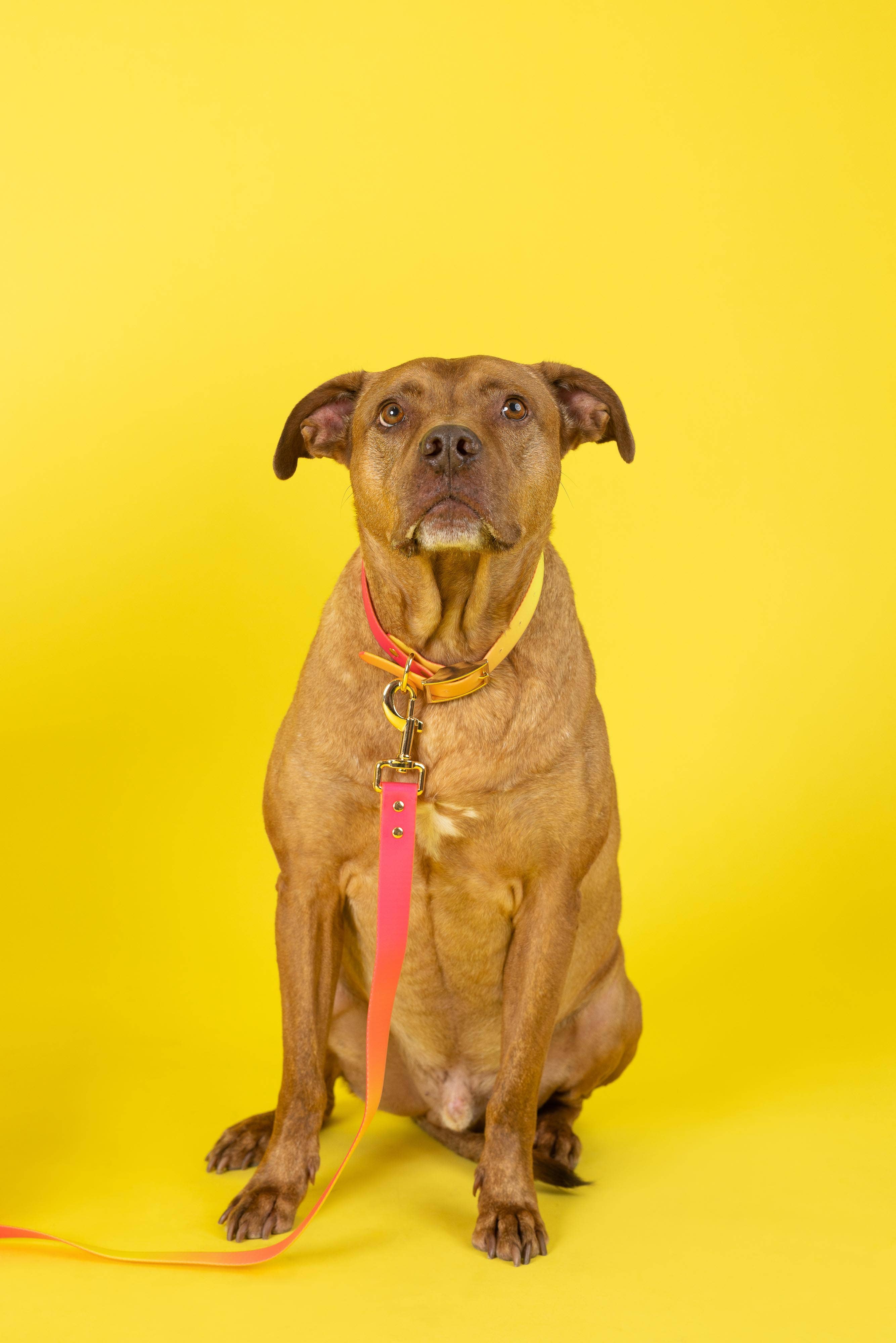 Pink Papyrus | Premium, Durable, & Stylish Dog Products – coleira - Cão por atacado – Coleira para Cão à Prova de Água e Fácil de Limpar Katelin All Weather12