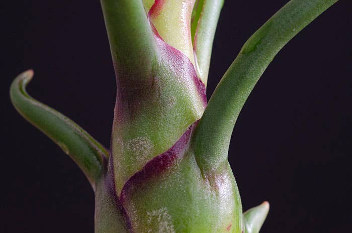 The Artizan Way - Wholesale Live Plant - Tillandsia Bulbosa - Guatemala | Live Air Plant4