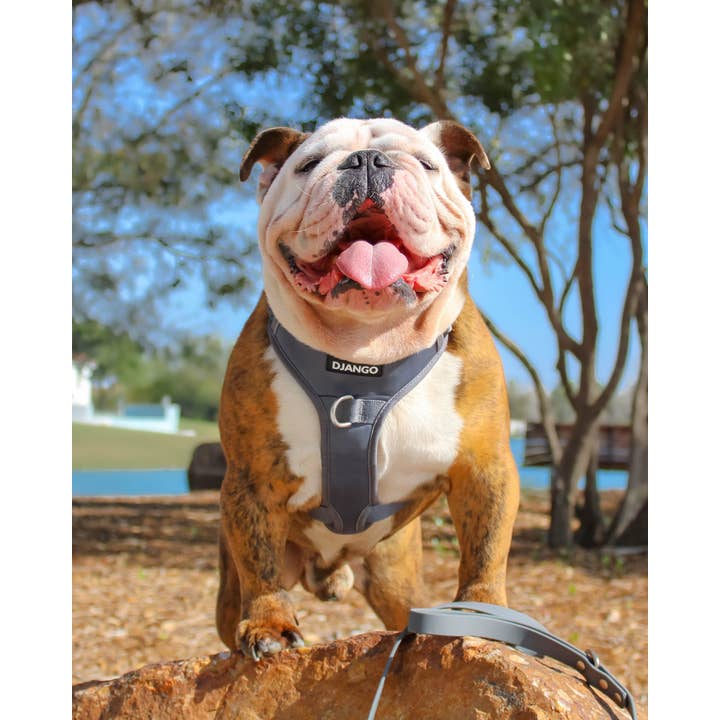 DJANGO - Wholesale Pet Harness - Dog - Tahoe No Pull Dog Harness - Poppy Seed Gray8