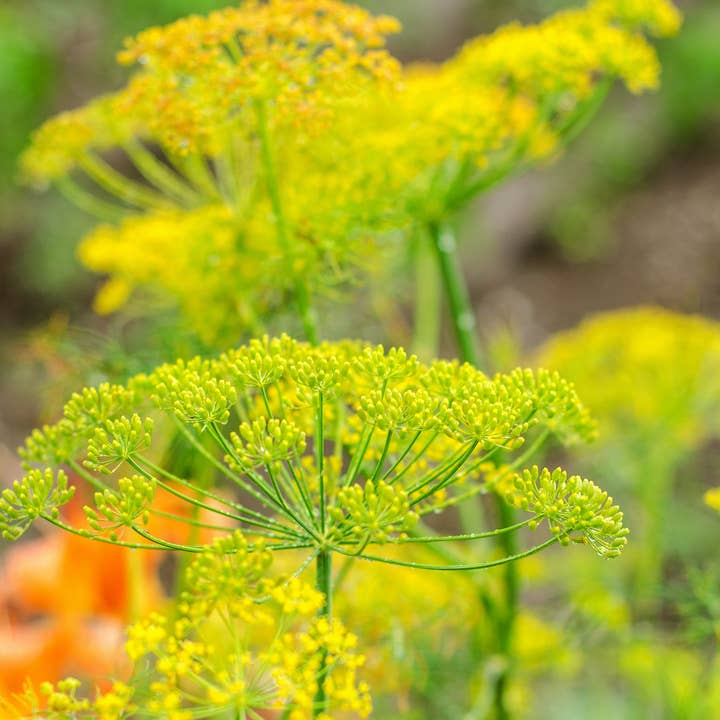 Sow the Magic β wholesale Tarot cards β Bouquet Dill Tarot Seed Packet1