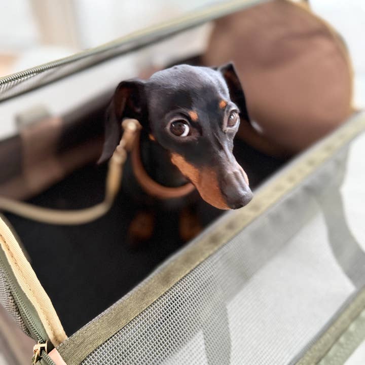 JAfein! Sac de voyage pour chien Fly Bag Forest Olive pour la vente par JAfein!® Dogs & Style