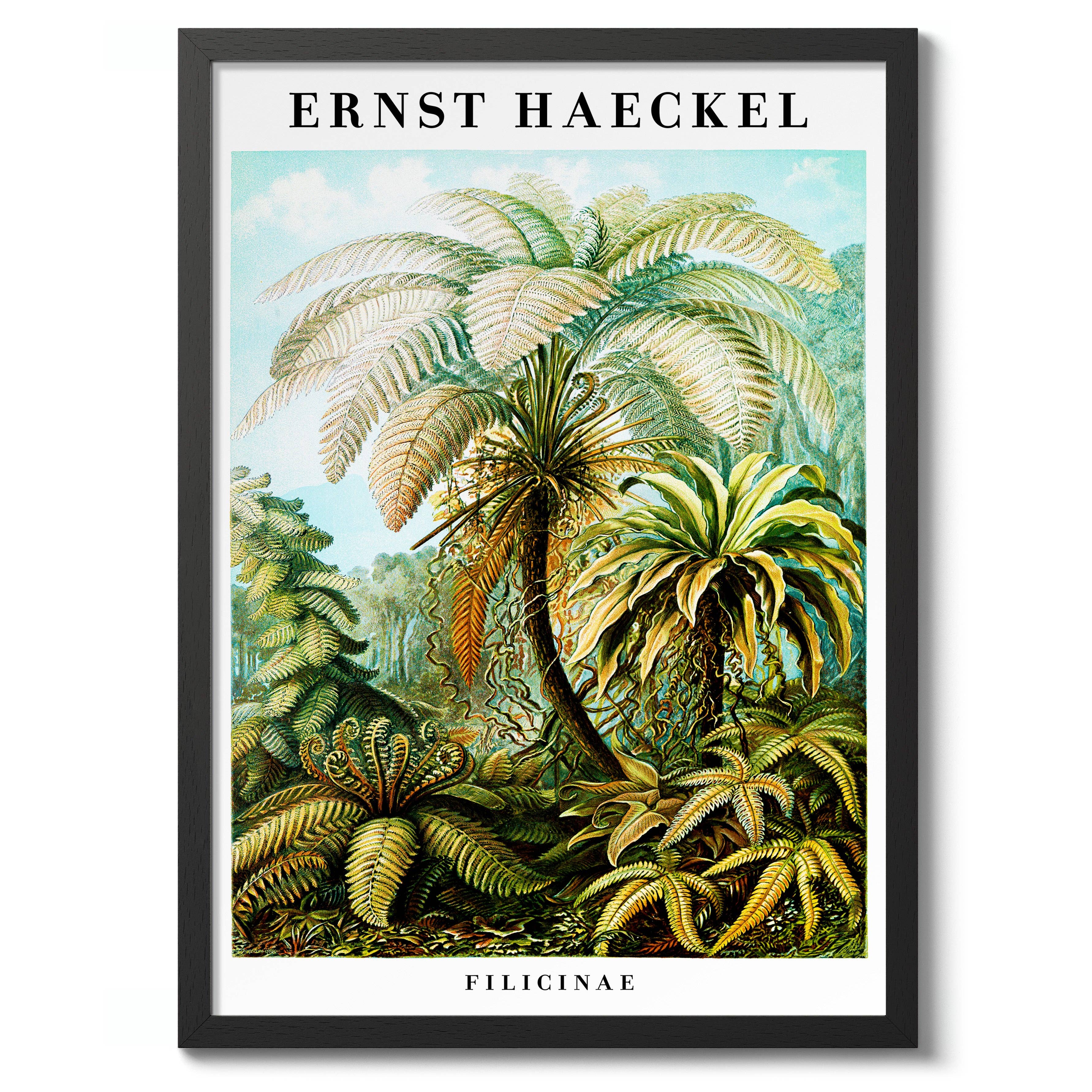 Animato – Großhandel Kunstdruck – Farne7