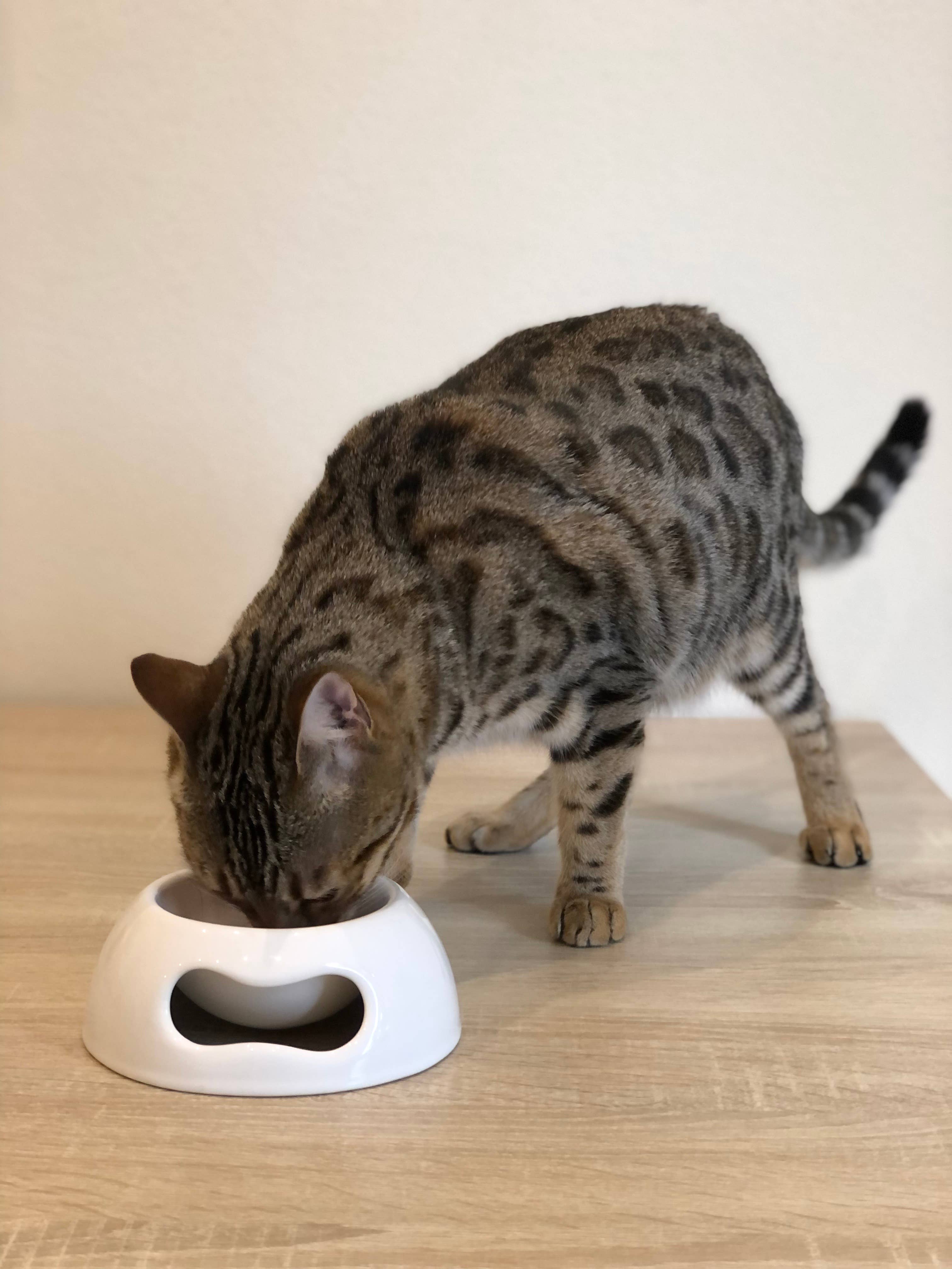 United Pets - Wholesale Pet Bowl - Cat/Dog - Extra small ceramic bowl for cats and dogs7