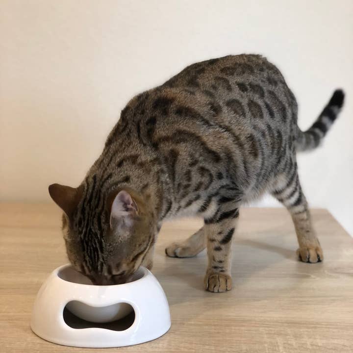 United Pets - Wholesale Pet Bowl - Cat/Dog - Extra small ceramic bowl for cats and dogs7