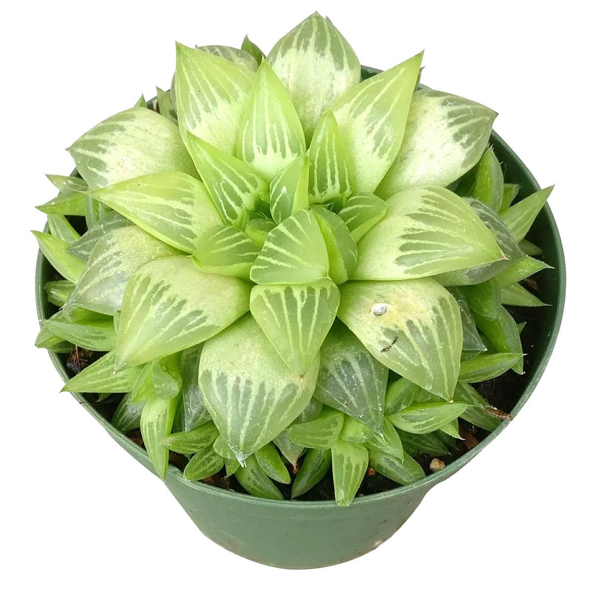 Best Plant Friend - Vente Succulentes - Haworthia cymbiformis Succulentes de fenêtre - Pot de 2/4 pouces4