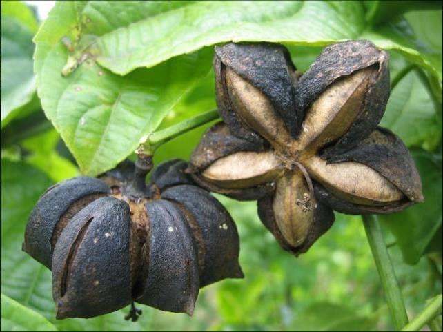 Ganesa Trading - Vente Noix - Graines de Sacha Inchi biologiques du Pérou, USDA5