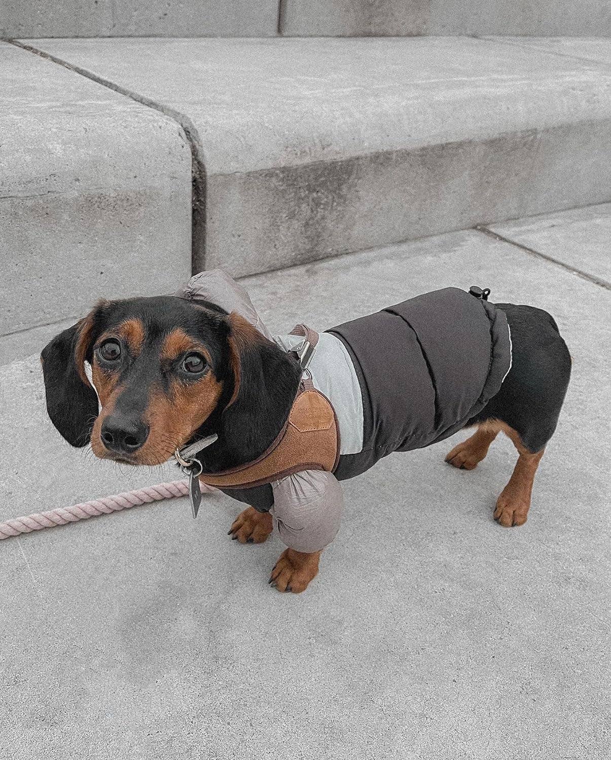 PETsRUS – wholesale Ytterkläder - Hund – Vinter Puffer hundkappa7