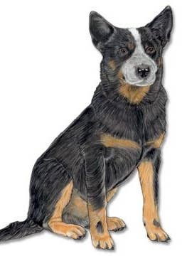 Australian Cattle Dog Magnet Wooden for wholesale by Pipsqueak Productions