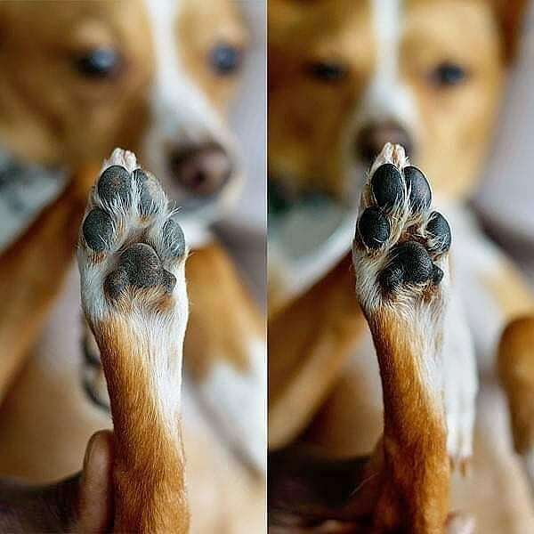 Simply Sage Dog Treats, LLC - Wholesale Pet Paw/Nail Care Accessory - Calendula Dog Paw Balm, Pet Skincare, Pet Grooming, Paw Care