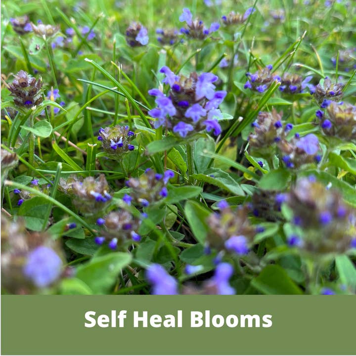 Flawn Seed Kits - Wholesale Plant Seeds - Self-Heal Seed Compostable Hanging Pouch