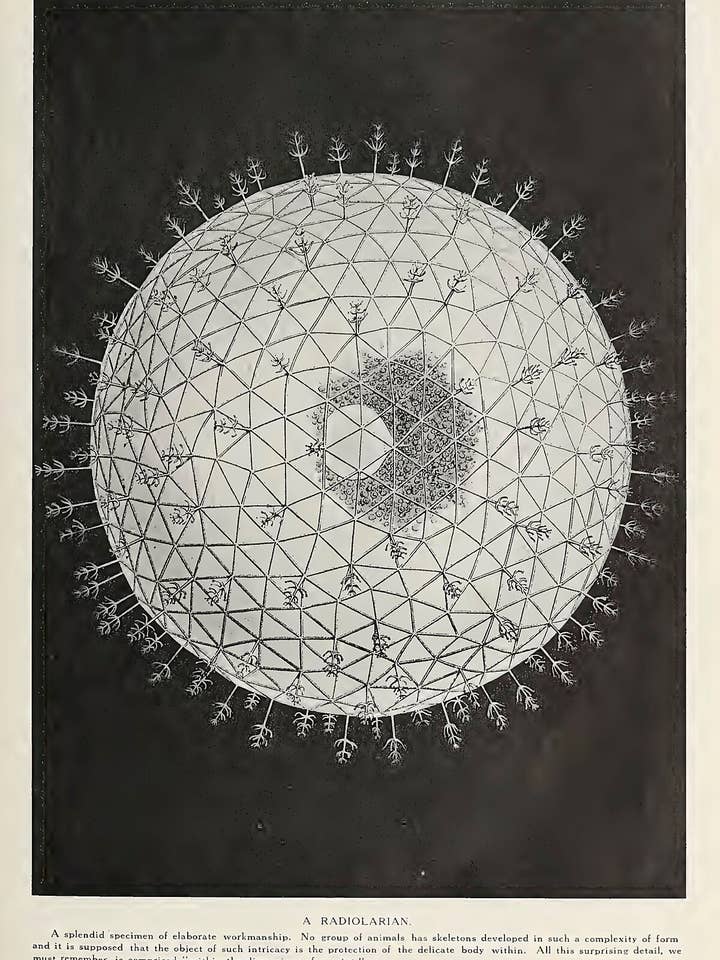 A Radiolarian from Marvels of the Universe, 1912 for wholesale by Flashback Shop