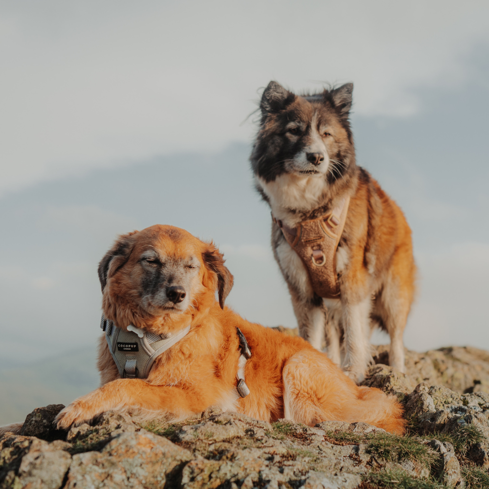 Cocopup London - Wholesale Tuig voor huisdieren - Hond - Verken Harness - Salie Tweed20