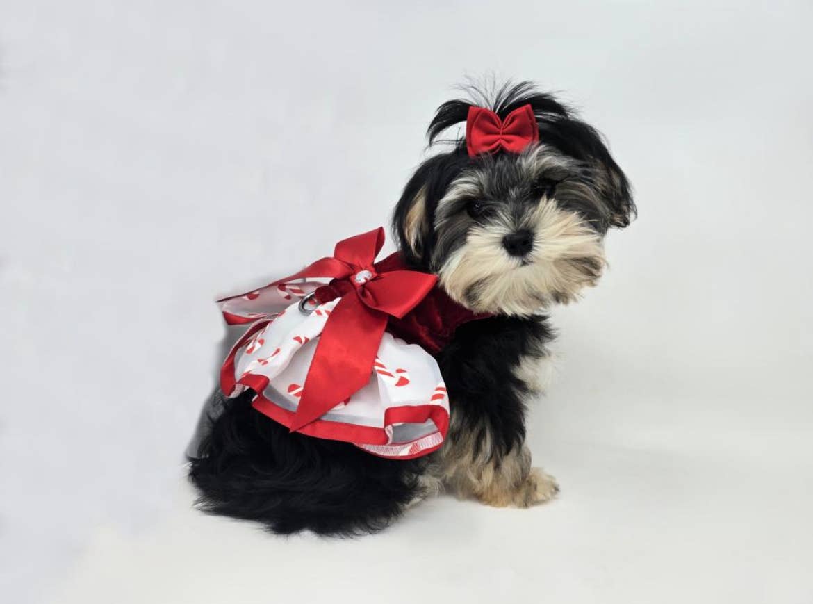 Doggie Design - Wholesale Pet Dress - Dog - Holiday Dog Harness Dress - Candy Canes2