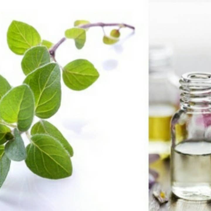 Origano Biologico per la vendita all'ingrosso da parte di Zia Zensations Inc.