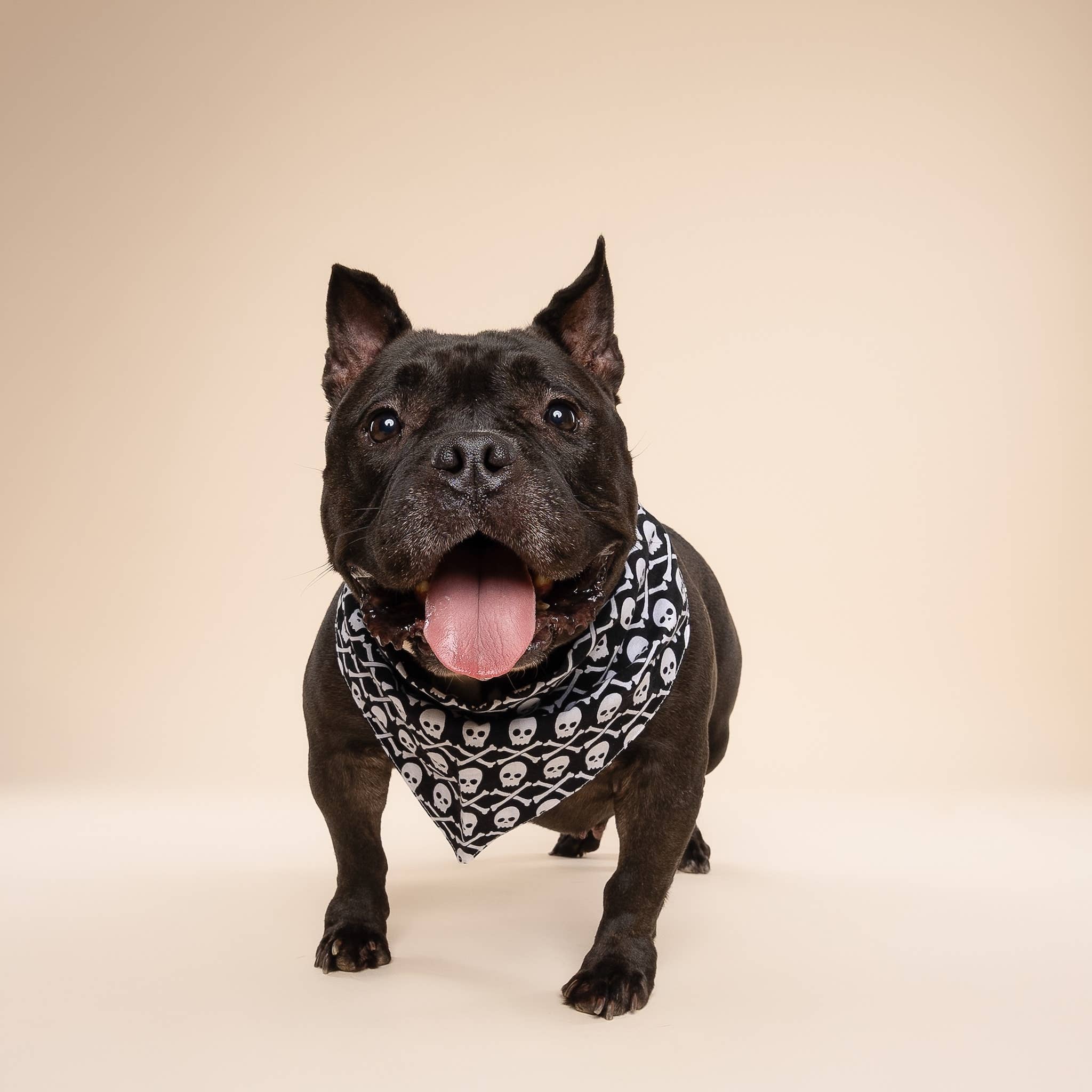 The Paws - Vente Bandana – chien - Bandana Wicked Dog pour chien3