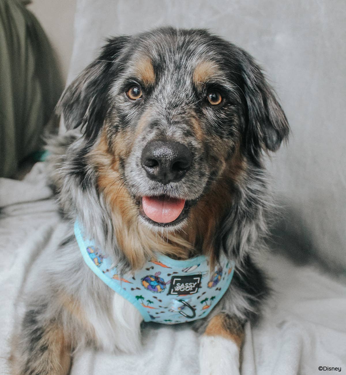 SASSY WOOF - Wholesale Pet Harness - Dog - Dog Adjustable Harness - Disney's Stitch11