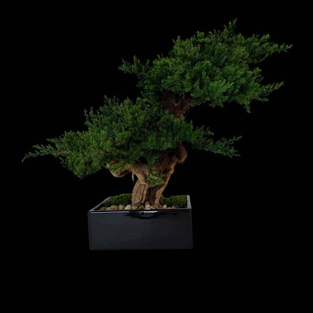 Forever Green Art - Wholesale Artificial Plant - Preserved Monterey Bonsai - Double4