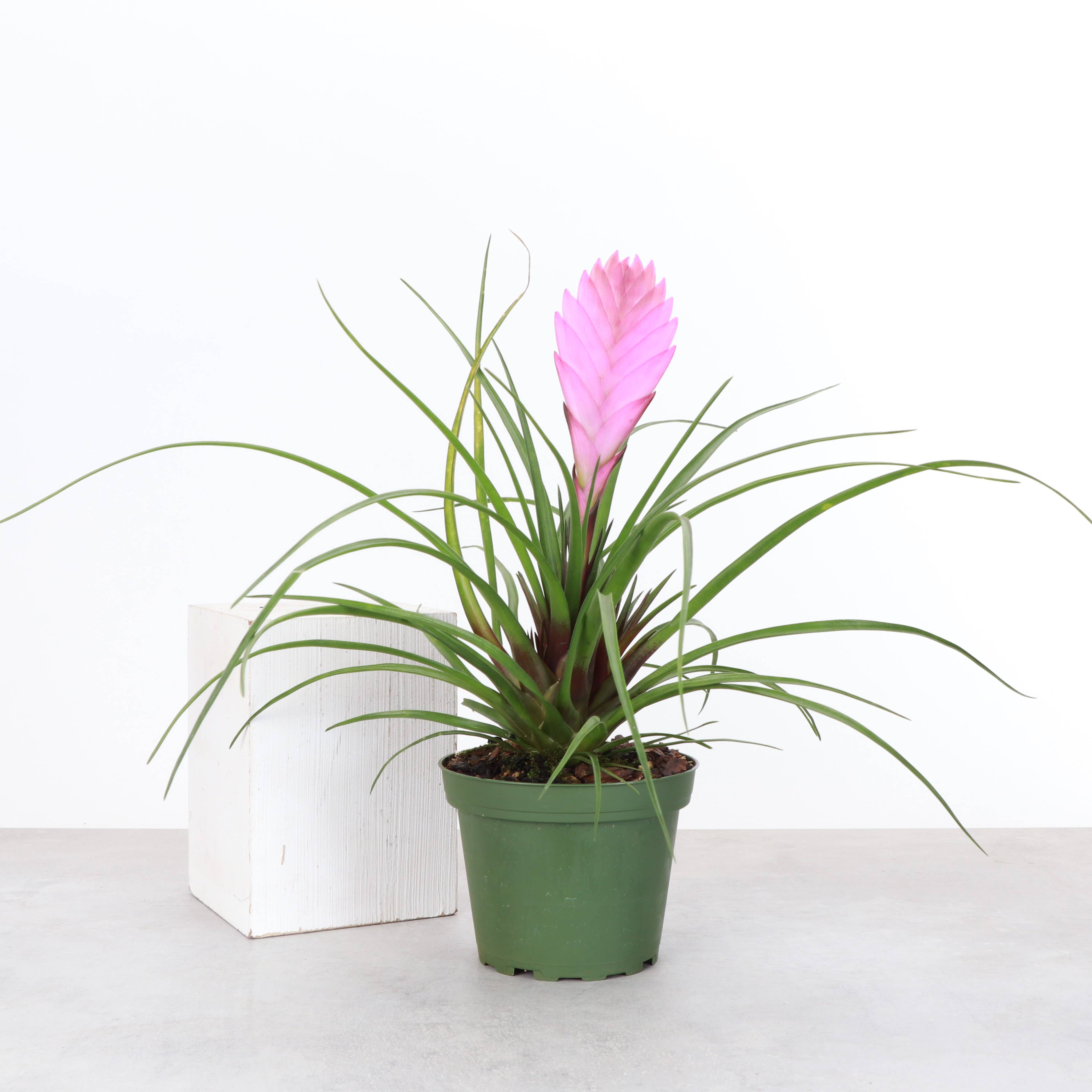Thorsen's Greenhouse - Wholesale Live Plant - Pink Quill Bromeliad - 4" Live Plant3
