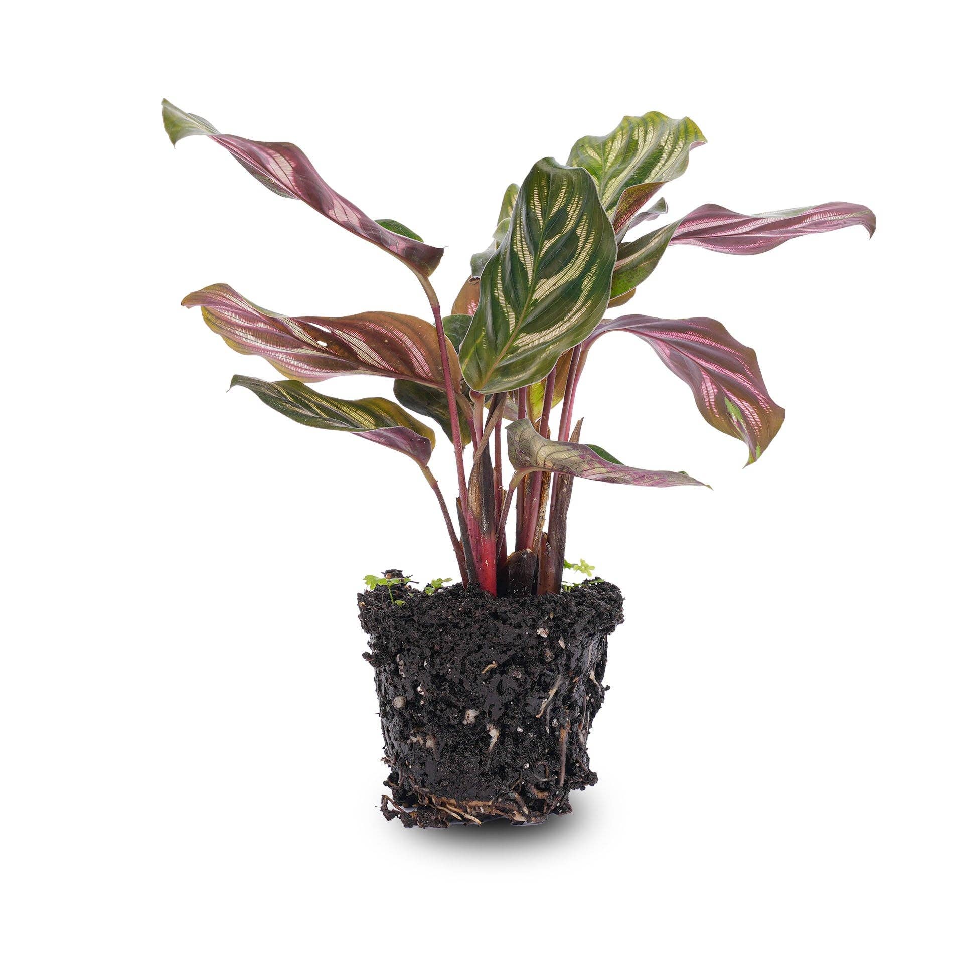 Trendhero.nl/b2b - Wholesale Live Plant - Calathea Makoyana - Peacock plant - Terrarium plant0