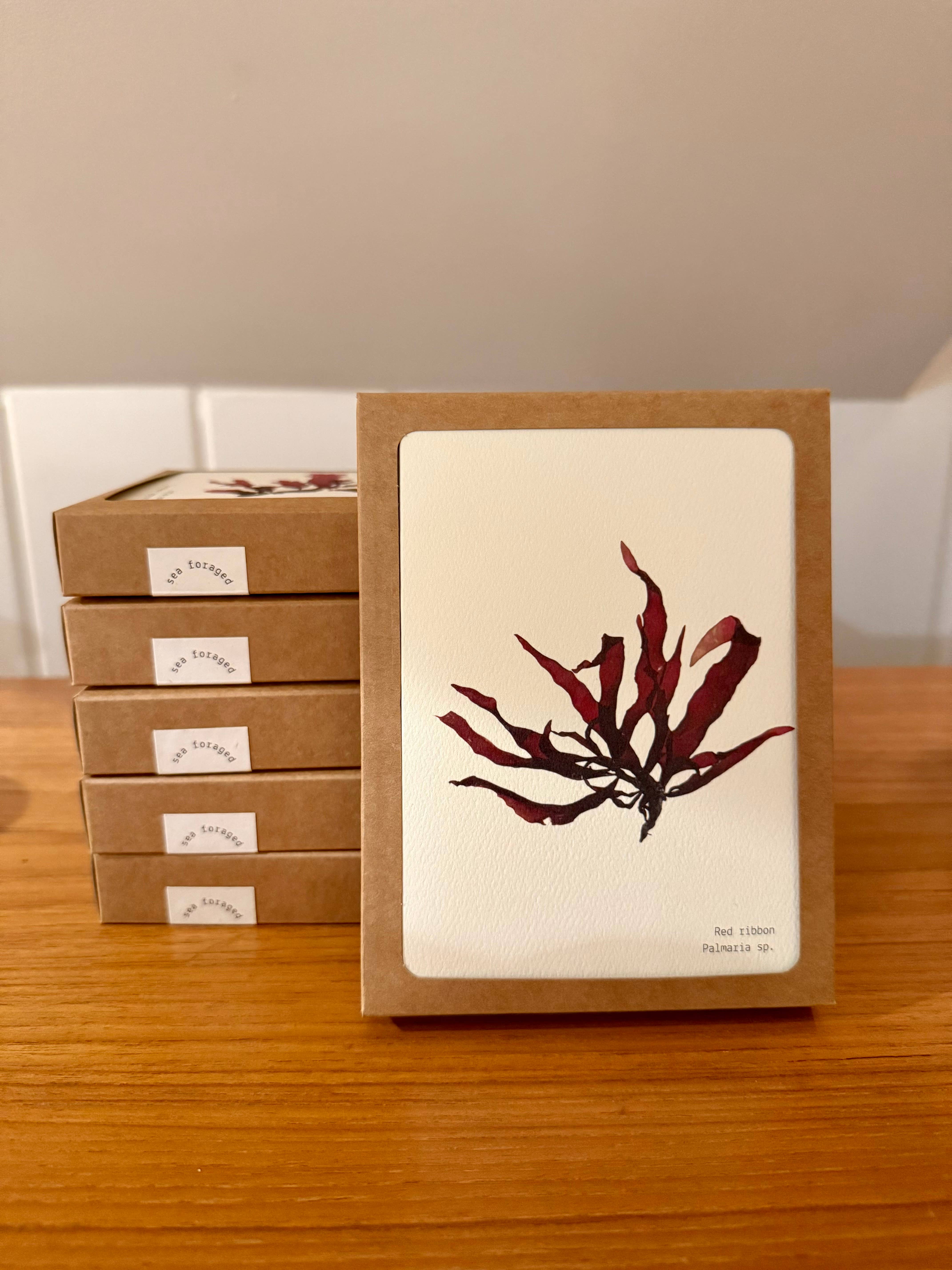 Coasting Supplies - Wholesale Everyday Greeting Card - Sea Foraged: set of 8 cards