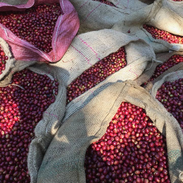 Methodical Coffee & Tea - Wholesale Coffee Beans - Ethiopia, Origins - Washed1