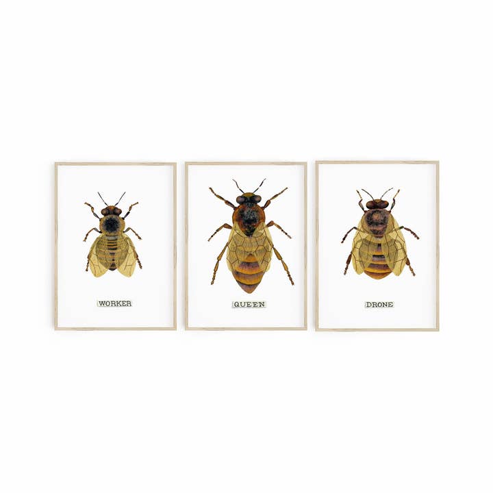 Honey Bee Print Or Bumble Bee Home Decor Set Of 3, Beekeeping Beekeeper Gift for wholesale by Candace Fincher