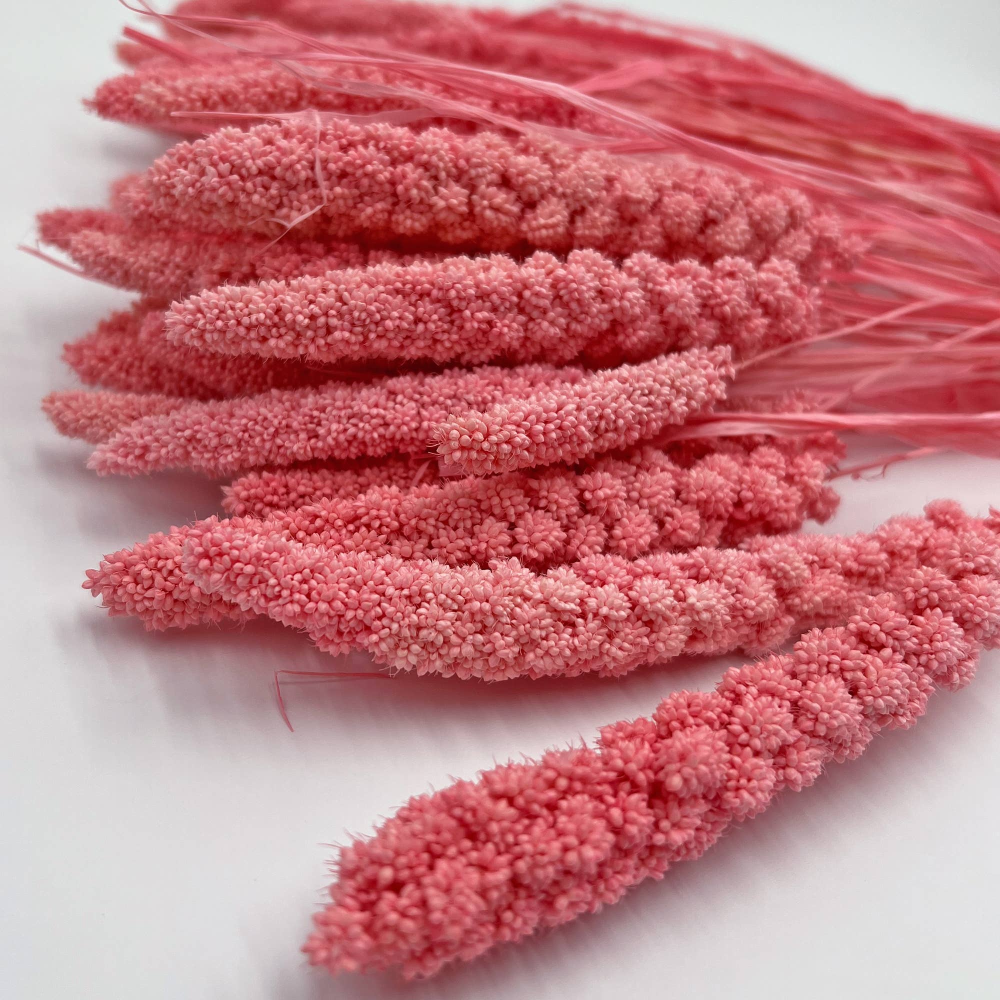 2626 Designs - Wholesale Dried/Pressed Flowers - Dried Preserved Millet Flower 21" Multiple Colors19