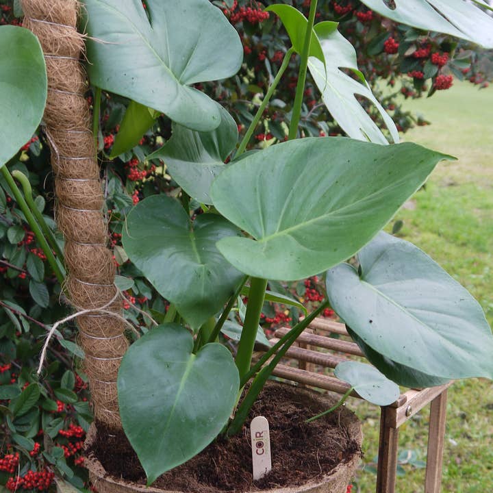 CoirProducts.co.uk of Salike Limited – wholesale Trellis – 50 cm Coir Moss Poles – Pack of 25 | Premium Natural Support3