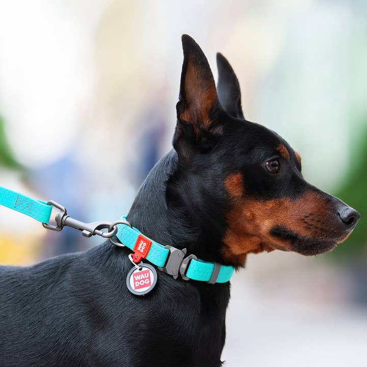 COLLAR spolka z o.o. – wholesale Pet collar – Dog – Dog collar WAUDOG Waterproof glow in the dark XL