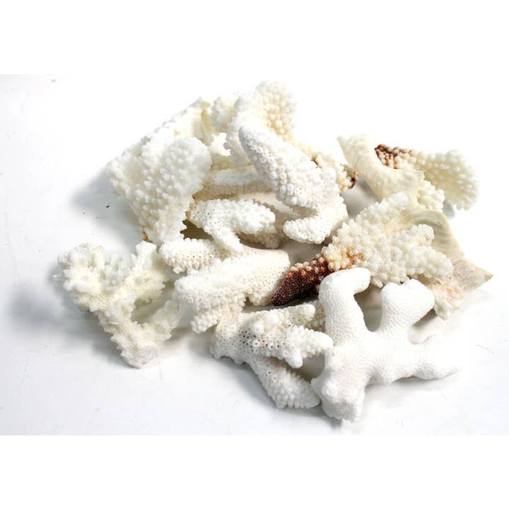 California Seashell Company - Wholesale Decorative Tabletop Object - Coral Chunks - Broken Coral Pieces - Choose from 2-5"