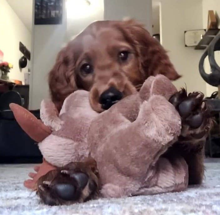 Pet Souvenirs - Wholesale Pet Squeaky Toy - Dog - Plush Squeaky Moose Dog Toy2