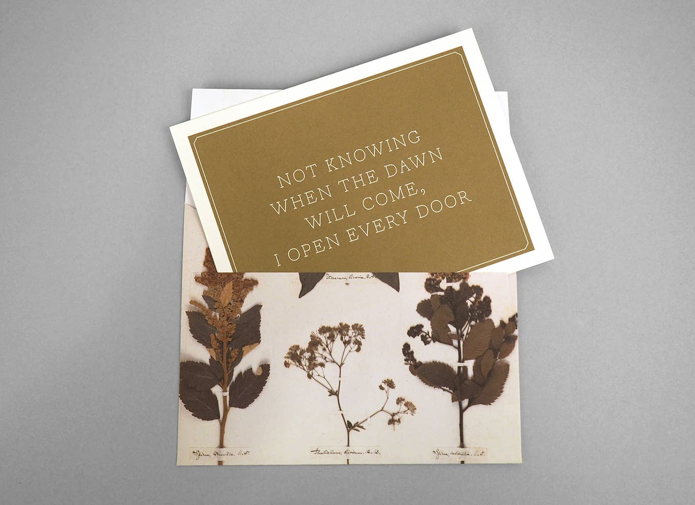 Chronicle Books - Wholesale Stationery/Notecard Set - Emily Dickinson Notecards4