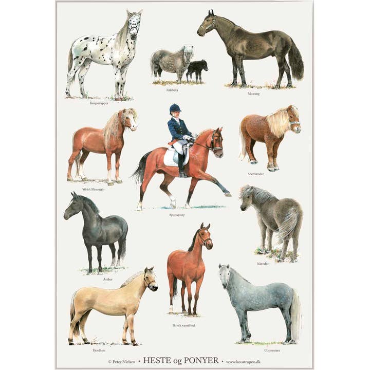 Poster A4 Horses and ponies for wholesale by Koustrupco